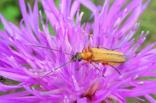 Oedemera podagrariae photo 3