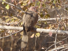 Streptopelia senegalensis