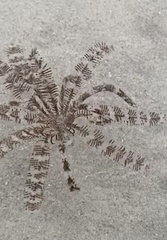 Crinozoa