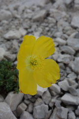 Papaver alpinum