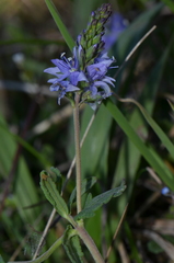 Veronica prostrata