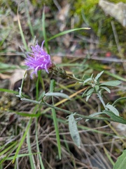 Centaurea sterilis