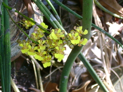 Trichocentrum ascendens