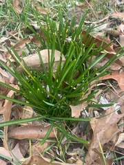 Ornithogalum umbellatum