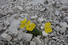 Papaver alpinum