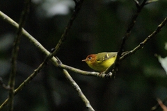 Phylloscopus montis