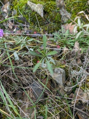 Centaurea sterilis