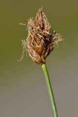 Carex stenophylla