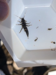 Pteronarcys comstocki