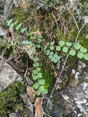 Pimpinella tragium