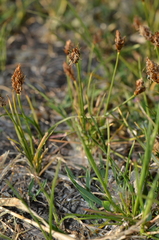Carex stenophylla