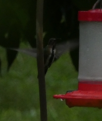 Anthracothorax prevostii