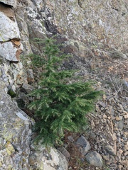 Cedrus deodara