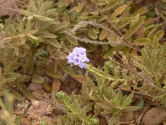 Heliotropium amplexicaule