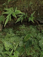 Selaginella arthritica