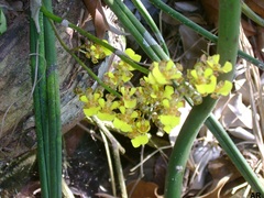 Trichocentrum ascendens