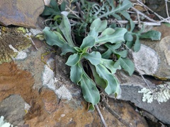 Silene csereii