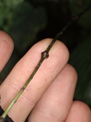 Selaginella arthritica