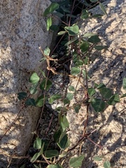 Phaseolus filiformis