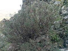Genista verae