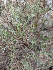 Genista verae