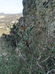Genista verae