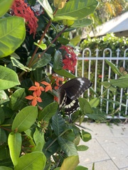Papilio fuscus