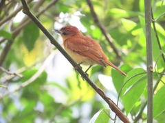 Pachyramphus cinnamomeus