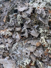 Pleurosticta acetabulum