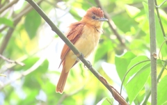 Pachyramphus cinnamomeus