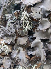 Pleurosticta acetabulum