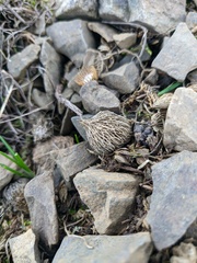 Crocus angustifolius