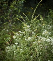 Agrimonia parviflora