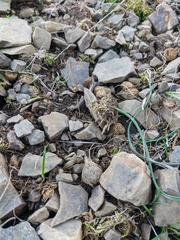 Crocus angustifolius