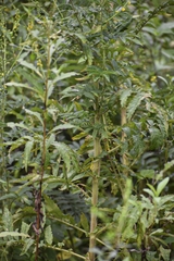 Agrimonia parviflora