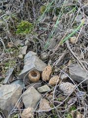 Crocus angustifolius