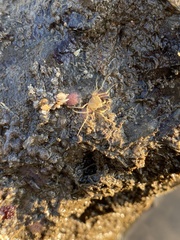 Elamena cristatipes
