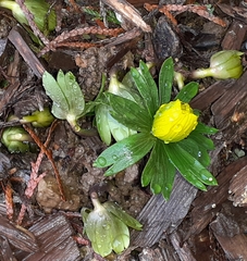 Eranthis hyemalis