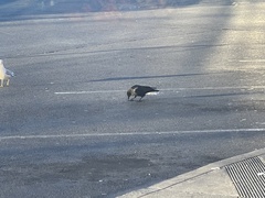 Corvus brachyrhynchos