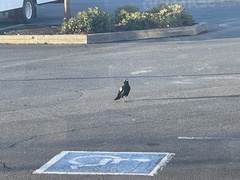 Corvus brachyrhynchos