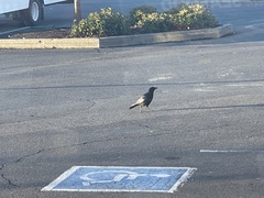 Corvus brachyrhynchos