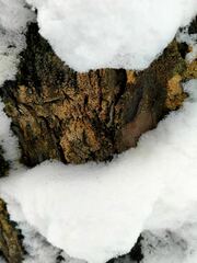 Candelariella efflorescens