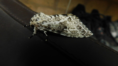 Lichnoptera cavillator