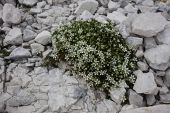 Moehringia ciliata