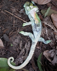 Bradypodion damaranum