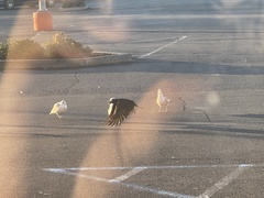 Corvus brachyrhynchos
