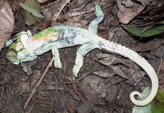 Bradypodion damaranum