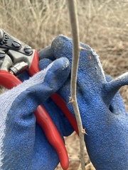 Eleutherococcus sieboldianus