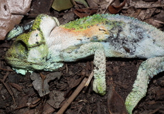 Bradypodion damaranum