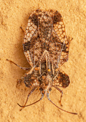 Ammianus junodi